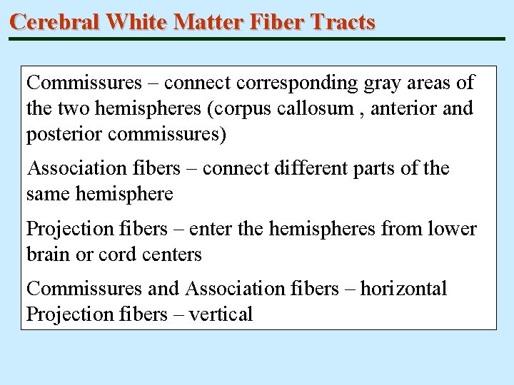 Cerebral White Matter Fiber Tracts Commissures – connect corresponding gray areas of the two