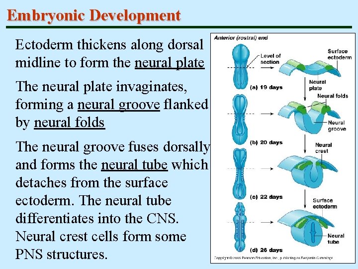 Embryonic Development Ectoderm thickens along dorsal midline to form the neural plate The neural