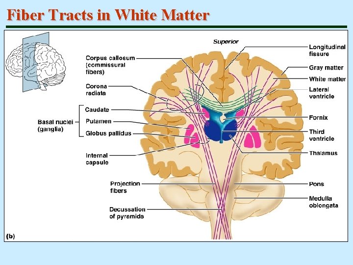 Fiber Tracts in White Matter 