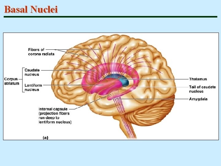 Basal Nuclei 