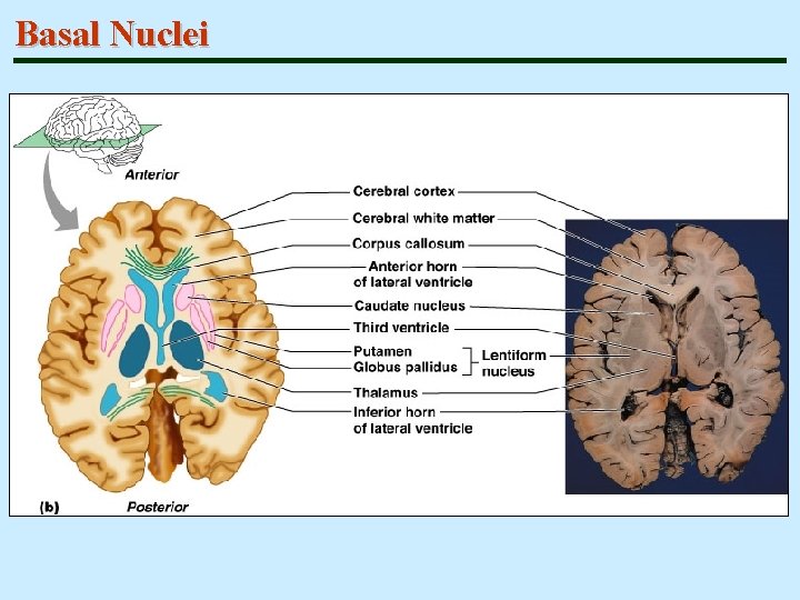 Basal Nuclei 