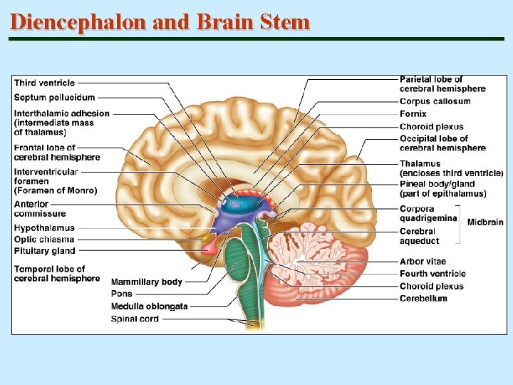 Diencephalon and Brain Stem 