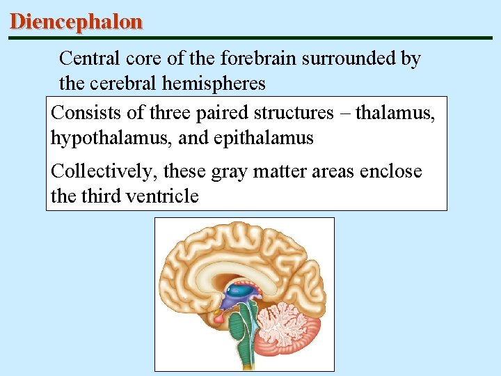 Diencephalon Central core of the forebrain surrounded by the cerebral hemispheres Consists of three