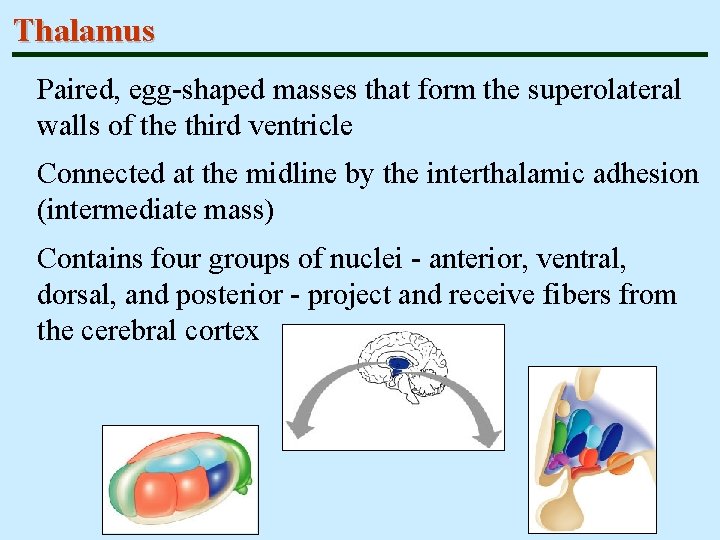 Thalamus Paired, egg-shaped masses that form the superolateral walls of the third ventricle Connected