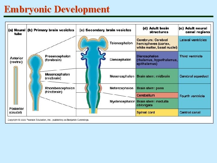 Embryonic Development 