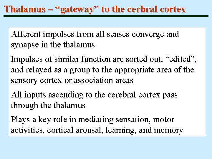 Thalamus – “gateway” to the cerbral cortex Afferent impulses from all senses converge and