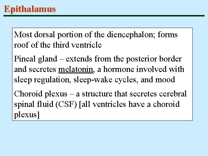 Epithalamus Most dorsal portion of the diencephalon; forms roof of the third ventricle Pineal