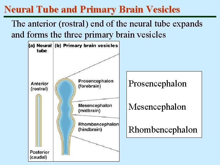 Neural Tube and Primary Brain Vesicles The anterior (rostral) end of the neural tube