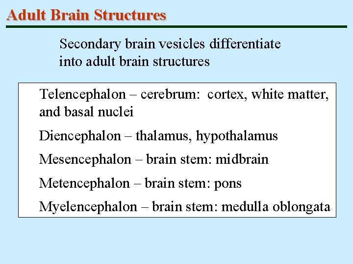 Adult Brain Structures Secondary brain vesicles differentiate into adult brain structures Telencephalon – cerebrum: