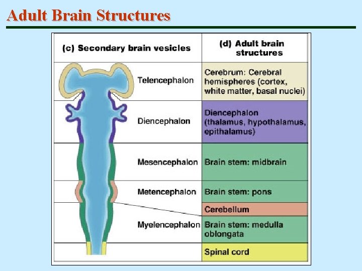 Adult Brain Structures 