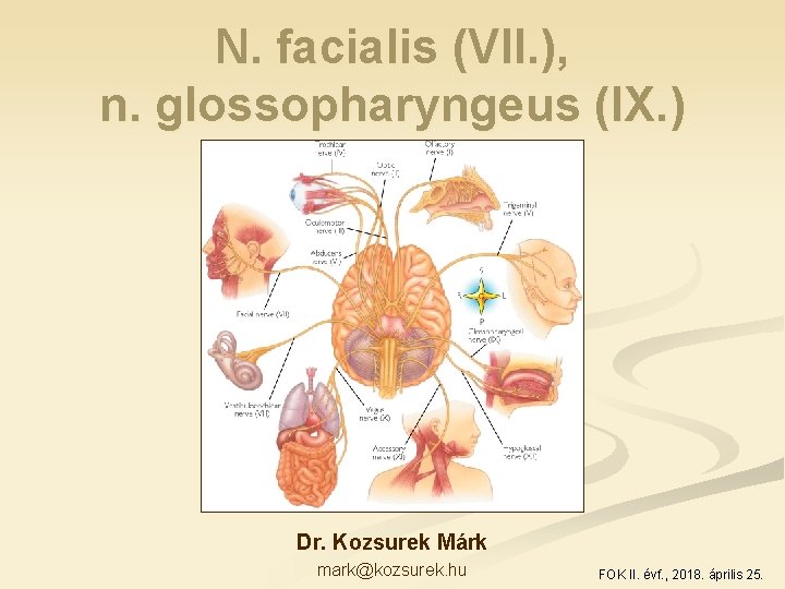 N. facialis (VII. ), n. glossopharyngeus (IX. ) Dr. Kozsurek Márk mark@kozsurek. hu FOK