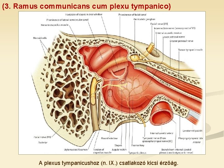 (3. Ramus communicans cum plexu tympanico) A plexus tympanicushoz (n. IX. ) csatlakozó kicsi