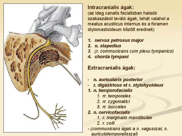 Intracranialis ágak: (az ideg canalis facialisban haladó szakaszából leváló ágak, tehát valahol a meatus