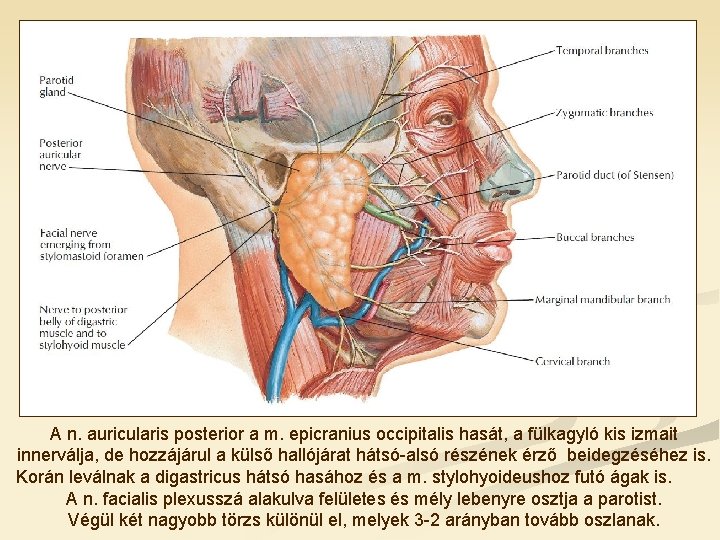 A n. auricularis posterior a m. epicranius occipitalis hasát, a fülkagyló kis izmait innerválja,