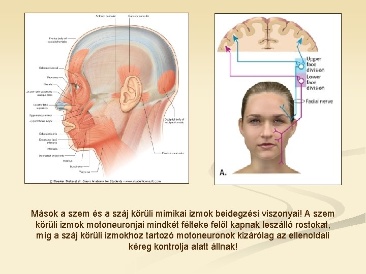 Mások a szem és a száj körüli mimikai izmok beidegzési viszonyai! A szem körüli