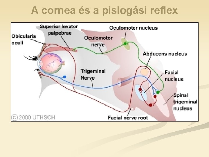 A cornea és a pislogási reflex 