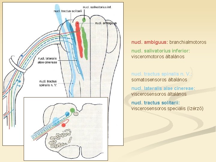 nucl. ambiguus: branchialmotoros nucl. salivatorius inferior: visceromotoros általános nucl. tractus spinalis n. V. :