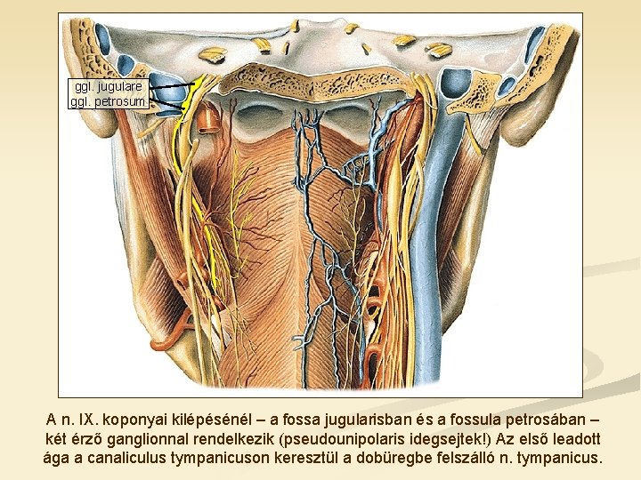 ggl. jugulare ggl. petrosum A n. IX. koponyai kilépésénél – a fossa jugularisban és
