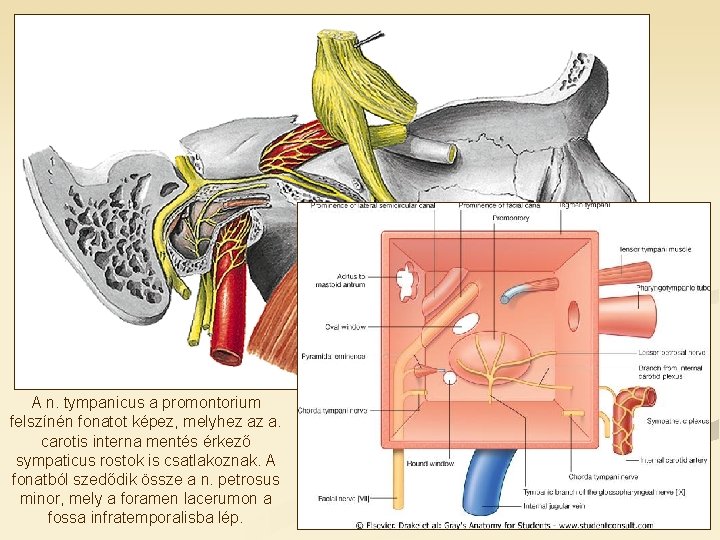A n. tympanicus a promontorium felszínén fonatot képez, melyhez az a. carotis interna mentés