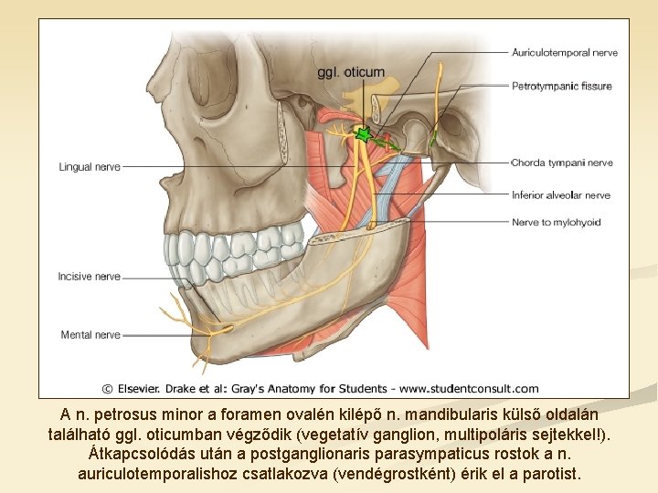 A n. petrosus minor a foramen ovalén kilépő n. mandibularis külső oldalán található ggl.