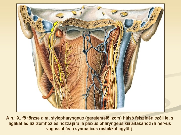 A n. IX. fő törzse a m. stylopharyngeus (garatemelő izom) hátsó felszínén száll le,