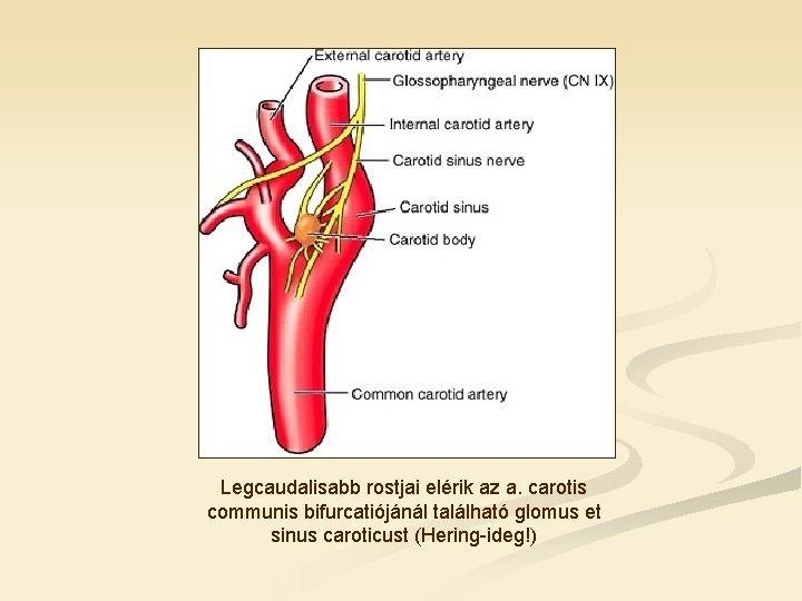 Legcaudalisabb rostjai elérik az a. carotis communis bifurcatiójánál található glomus et sinus caroticust (Hering-ideg!)