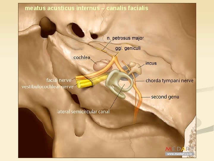 meatus acusticus internus – canalis facialis 