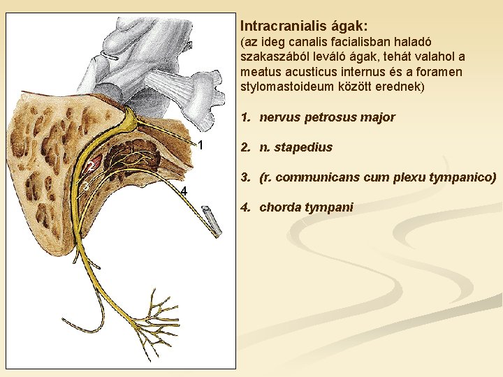 Intracranialis ágak: (az ideg canalis facialisban haladó szakaszából leváló ágak, tehát valahol a meatus