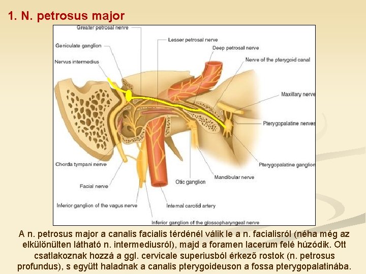 1. N. petrosus major A n. petrosus major a canalis facialis térdénél válik le
