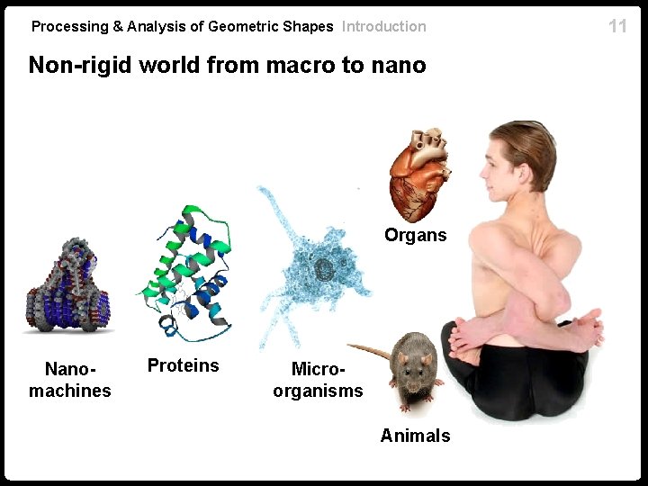 Processing & Analysis of Geometric Shapes Introduction Non-rigid world from macro to nano Organs