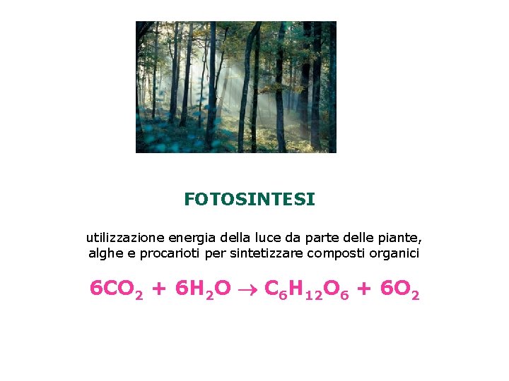 FOTOSINTESI utilizzazione energia della luce da parte delle piante, alghe e procarioti per sintetizzare