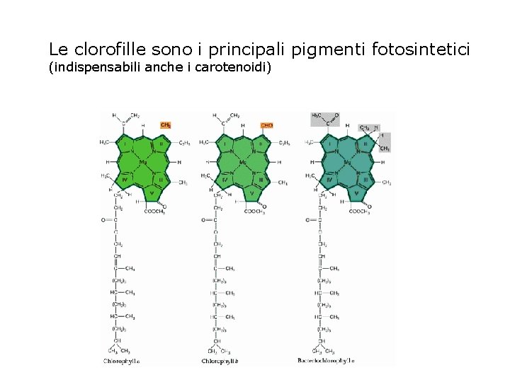 Le clorofille sono i principali pigmenti fotosintetici (indispensabili anche i carotenoidi) 