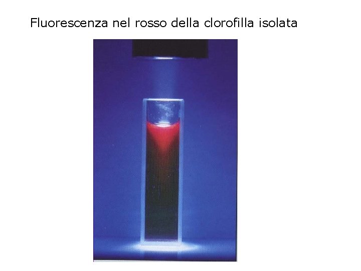 Fluorescenza nel rosso della clorofilla isolata 