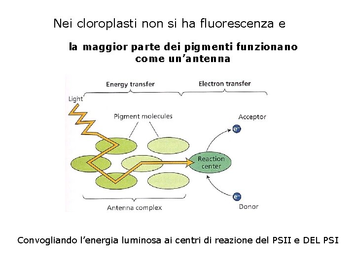 Nei cloroplasti non si ha fluorescenza e la maggior parte dei pigmenti funzionano come