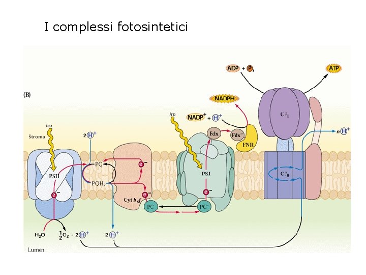 I complessi fotosintetici 