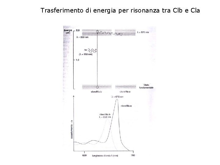 Trasferimento di energia per risonanza tra Clb e Cla 