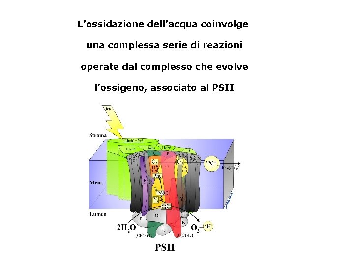 L’ossidazione dell’acqua coinvolge una complessa serie di reazioni operate dal complesso che evolve l’ossigeno,