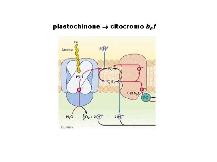 plastochinone citocromo b 6 f 