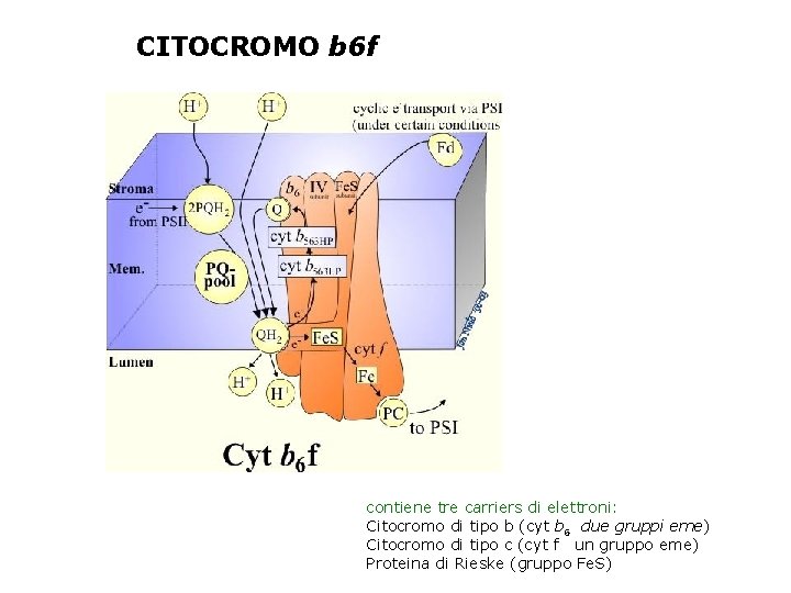 CITOCROMO b 6 f contiene tre carriers di elettroni: Citocromo di tipo b (cyt