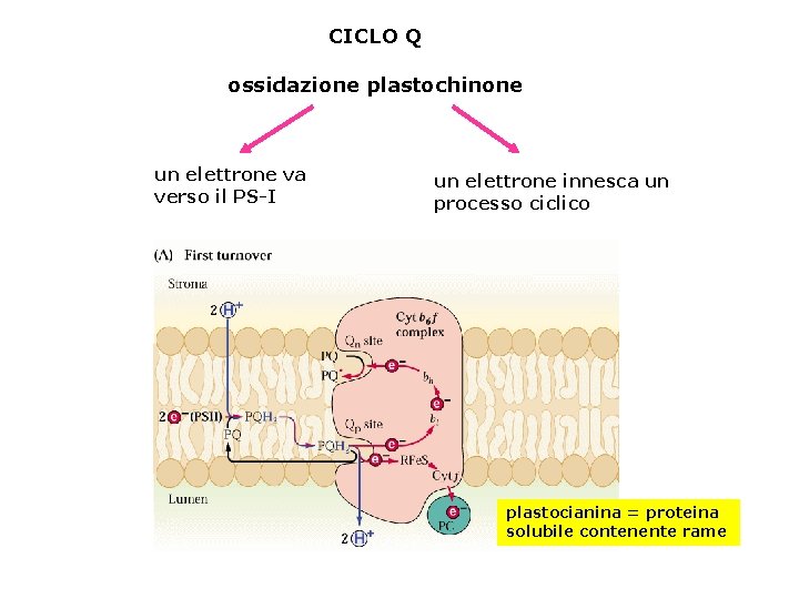 CICLO Q ossidazione plastochinone un elettrone va verso il PS-I un elettrone innesca un