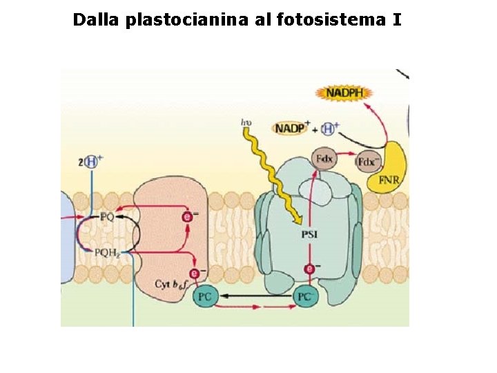 Dalla plastocianina al fotosistema I 