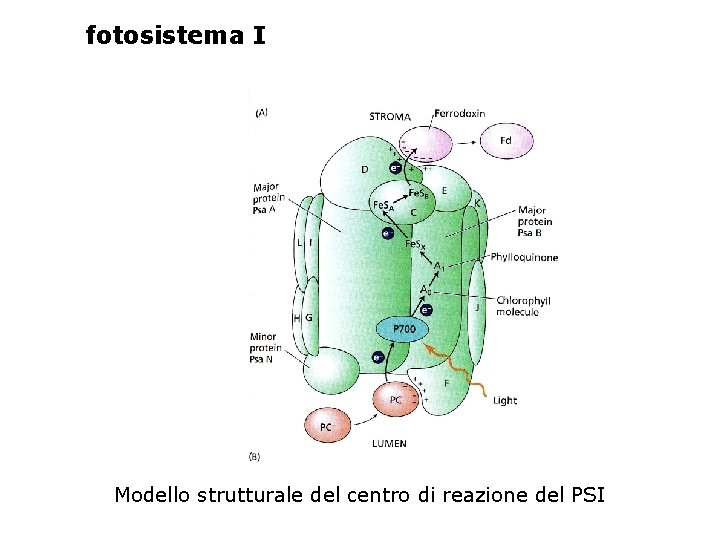 fotosistema I Modello strutturale del centro di reazione del PSI 