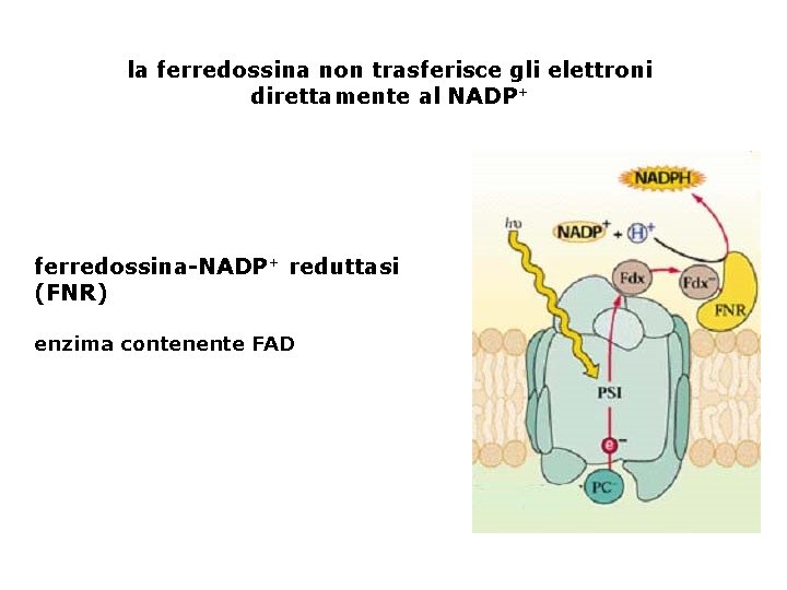 la ferredossina non trasferisce gli elettroni direttamente al NADP+ ferredossina-NADP+ reduttasi (FNR) enzima contenente