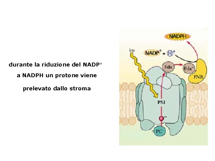 durante la riduzione del NADP+ a NADPH un protone viene prelevato dallo stroma 