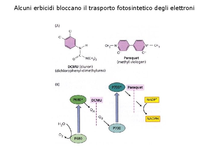 Alcuni erbicidi bloccano il trasporto fotosintetico degli elettroni 