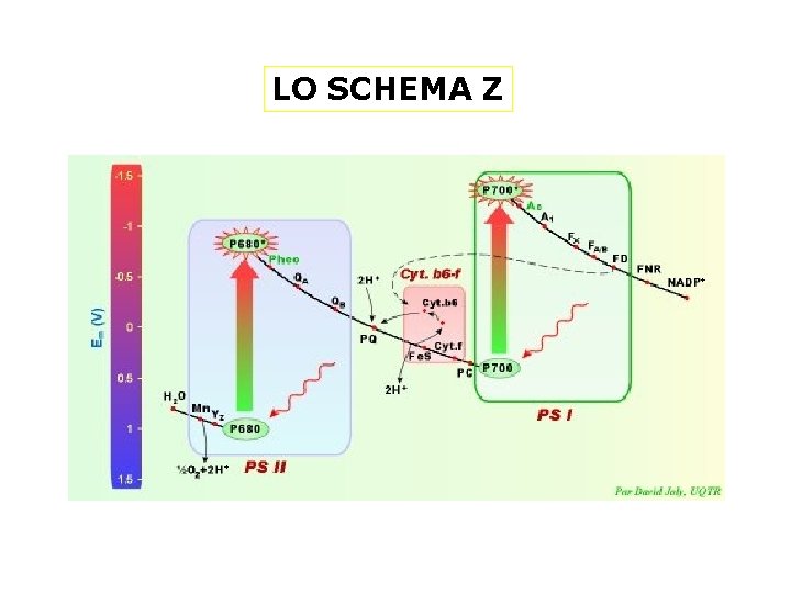 LO SCHEMA Z 