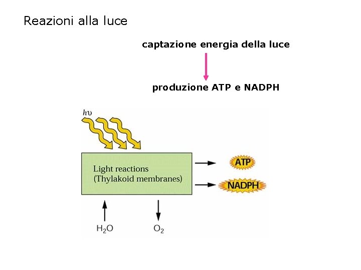 Reazioni alla luce captazione energia della luce produzione ATP e NADPH 