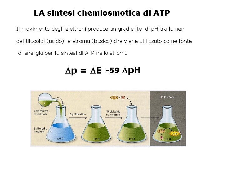 LA sintesi chemiosmotica di ATP Il movimento degli elettroni produce un gradiente di p.