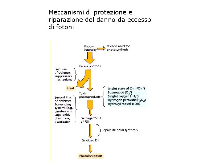 Meccanismi di protezione e riparazione del danno da eccesso di fotoni 