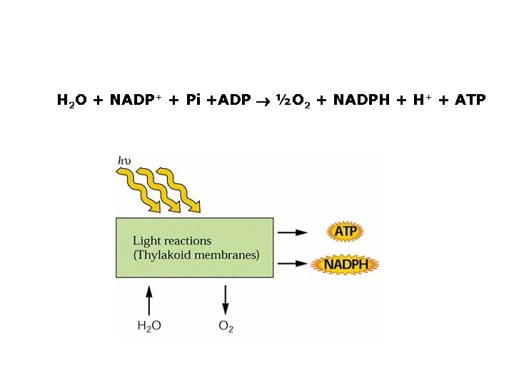 H 2 O + NADP+ + Pi +ADP ½O 2 + NADPH + H+